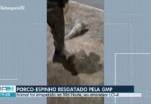 VÍDEOS: Jornal Anhanguera 2ª Edição-TO de quinta-feira, 03 de setembro de 2026… videos:-jornal-anhanguera-2a-edicao-to-de-quinta-feira,-03-de-setembro-de-2026…