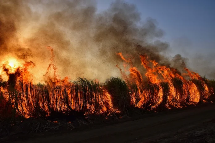 fumaca-de-incendios-florestais-indonesios-se-espalha-por-paises-vizinhos fumaca-de-incendios-florestais-indonesios-se-espalha-por-paises-vizinhos