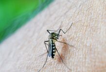 São Paulo registra mais de 58 mil casos de dengue e 42 mortes em 2026 sao-paulo-registra-mais-de-58-mil-casos-de-dengue-e-42-mortes-em-2026