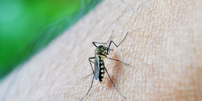 sao-paulo-registra-mais-de-58-mil-casos-de-dengue-e-42-mortes-em-2026