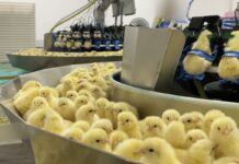 Investigação expõe trituração de pintinhos na indústria de ovos investigacao-expoe-trituracao-de-pintinhos-na-industria-de-ovos