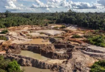 Crime organizado e desmatamento na Amazônia seguem rastro do garimpo ilegal crime-organizado-e-desmatamento-na-amazonia-seguem-rastro-do-garimpo-ilegal