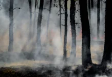 Emissões de incêndios florestais na Indonésia atingem nível mais alto do mundo emissoes-de-incendios-florestais-na-indonesia-atingem-nivel-mais-alto-do-mundo