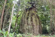 Governo cria quatro Unidades de Conservação no AM e amplia parque nacional no Piauí governo-cria-quatro-unidades-de-conservacao-no-am-e-amplia-parque-nacional-no-piaui