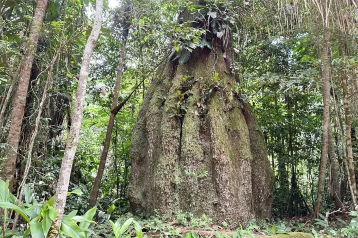 governo-cria-quatro-unidades-de-conservacao-no-am-e-amplia-parque-nacional-no-piaui