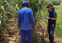 Fiscais resgatam 479 vítimas de escravidão moderna no mês de agosto fiscais-resgatam-479-vitimas-de-escravidao-moderna-no-mes-de-agosto