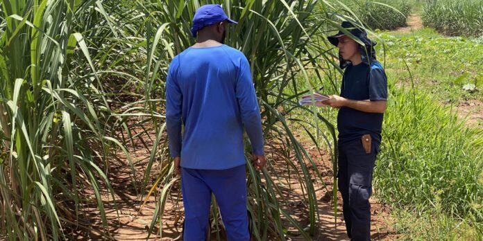 fiscais-resgatam-479-vitimas-de-escravidao-moderna-no-mes-de-agosto