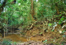 Temperatura máxima subiu mais de 3oC em área preservada da Amazônia temperatura-maxima-subiu-mais-de-3oc-em-area-preservada-da-amazonia