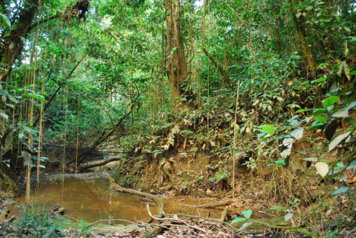 temperatura-maxima-subiu-mais-de-3oc-em-area-preservada-da-amazonia temperatura-maxima-subiu-mais-de-3oc-em-area-preservada-da-amazonia