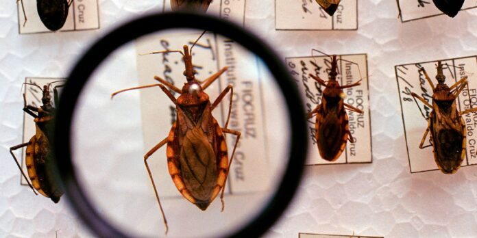 projeto-cuida-chagas-da-fiocruz-faz-busca-casos-de-infeccoes-de-bebes projeto-cuida-chagas-da-fiocruz-faz-busca-casos-de-infeccoes-de-bebes