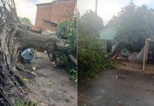 Chuva forte derruba árvores e provoca estragos no interior do Tocantins; VÍDEO chuva-forte-derruba-arvores-e-provoca-estragos-no-interior-do-tocantins;-video
