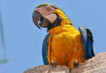 Onde o amarelo, azul e branco se encontram: Tocantins é o estado das araras-canindé onde-o-amarelo,-azul-e-branco-se-encontram:-tocantins-e-o-estado-das-araras-caninde