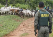 Bolsonaristas ameaçam invadir Terras Indígenas se Flávio Bolsonaro ganhar eleição bolsonaristas-ameacam-invadir-terras-indigenas-se-flavio-bolsonaro-ganhar-eleicao