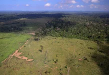 Amazônia registra o menor desmatamento em 41 anos, mostra o MapBiomas amazonia-registra-o-menor-desmatamento-em-41-anos,-mostra-o-mapbiomas