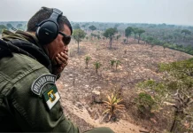 Incêndios florestais no AM dobram, mas índice está abaixo da média histórica incendios-florestais-no-am-dobram,-mas-indice-esta-abaixo-da-media-historica
