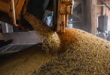 Produção brasileira de grãos deve aumentar apesar do El Niño producao-brasileira-de-graos-deve-aumentar-apesar-do-el-nino