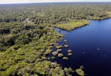 Desmatamento global desacelera em 2025 puxado por queda na América Latina desmatamento-global-desacelera-em-2025-puxado-por-queda-na-america-latina