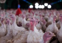 Foco de doença de Newcastle é confirmado em granja de Santa Catarina foco-de-doenca-de-newcastle-e-confirmado-em-granja-de-santa-catarina