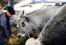 França registra 1º caso humano do vírus Shamonda que afeta animais franca-registra-1o-caso-humano-do-virus-shamonda-que-afeta-animais