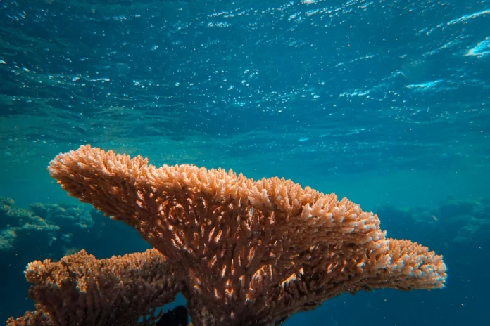 aquecimento-global-pode-colapsar-todos-os-recifes-de-coral-de-aguas-rasas-do-planeta 