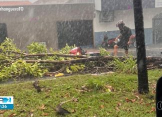chuva-com-ventos-fortes-derruba-arvores-e-provoca-estragos-em-araguaina;-video