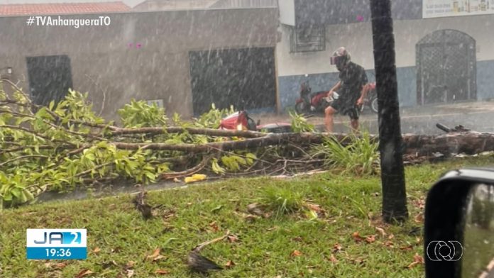 chuva-com-ventos-fortes-derruba-arvores-e-provoca-estragos-em-araguaina;-video