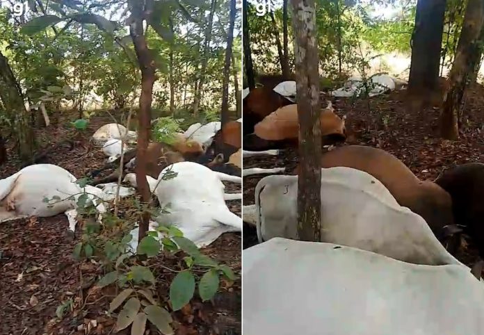 rebanho-de-gado-morre-apos-ser-atingido-por-raio-em-fazenda-no-to;-video