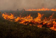 Incêndios têm queda de quase 80% no Amazonas durante o mês de outubro incendios-tem-queda-de-quase-80%-no-amazonas-durante-o-mes-de-outubro