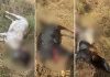 Carneiros e cachorros são atacados por onça na zona rural de Palmas, dizem moradores carneiros-e-cachorros-sao-atacados-por-onca-na-zona-rural-de-palmas,-dizem-moradores