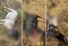 Carneiros e cachorros são atacados por onça na zona rural de Palmas, dizem moradores carneiros-e-cachorros-sao-atacados-por-onca-na-zona-rural-de-palmas,-dizem-moradores