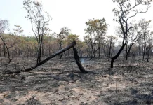 Futuro secretário de Meio Ambiente do Pará recebeu multa de R$ 3,4 milhões por desmatamento futuro-secretario-de-meio-ambiente-do-para-recebeu-multa-de-r$-3,4-milhoes-por-desmatamento
