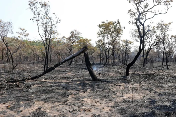 futuro-secretario-de-meio-ambiente-do-para-recebeu-multa-de-r$-3,4-milhoes-por-desmatamento